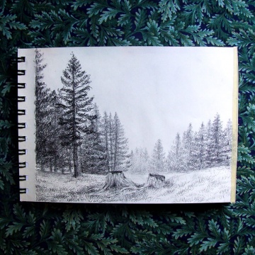 lanscape-fir-forest